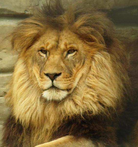 Длинный лев фото