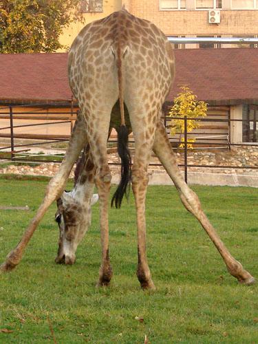 Жираф! homyaktiger