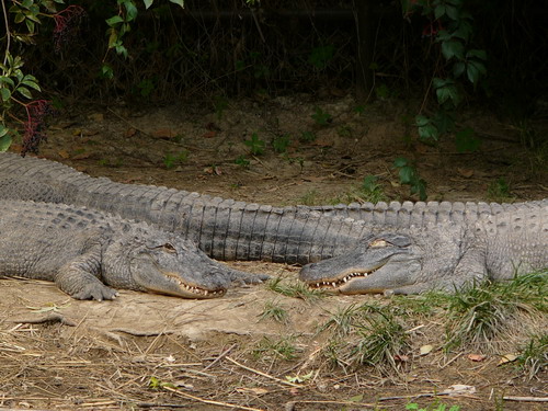 Крокодилы karmashek
