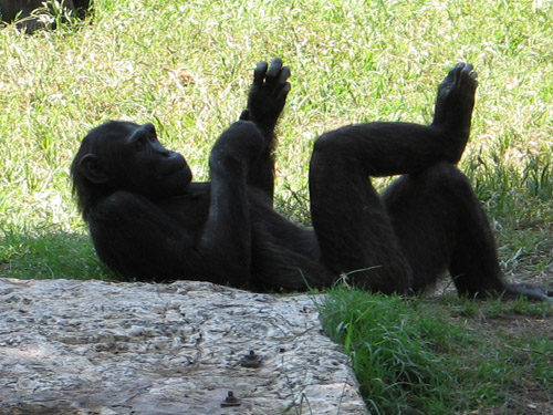 шимпанзе natali-sirena