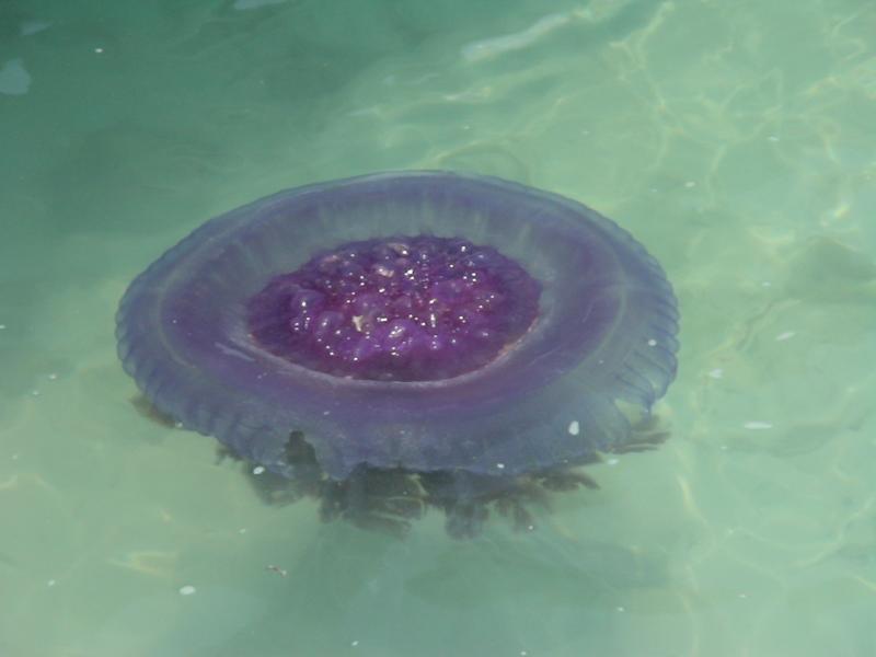 Медузы в тайланде