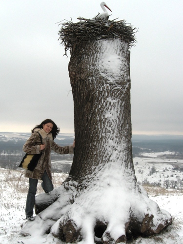 Этот памятник находится на Украине. Есть примета, что всем, кто дотронется до дерева аист принесет малыша. Прикасаться к дереву нужно мужу и жене одновременно :)  AHюткa