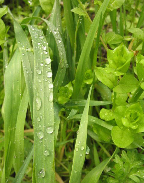 Зеленое и мокрое tana_cat C.S.