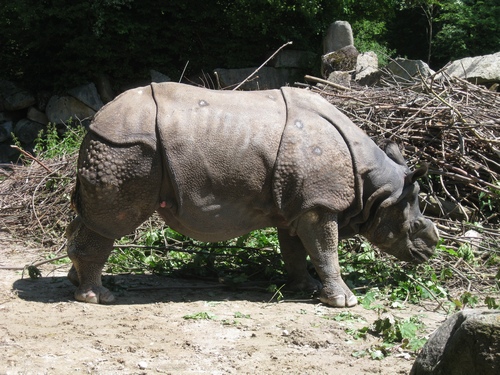 Носорог NatalP