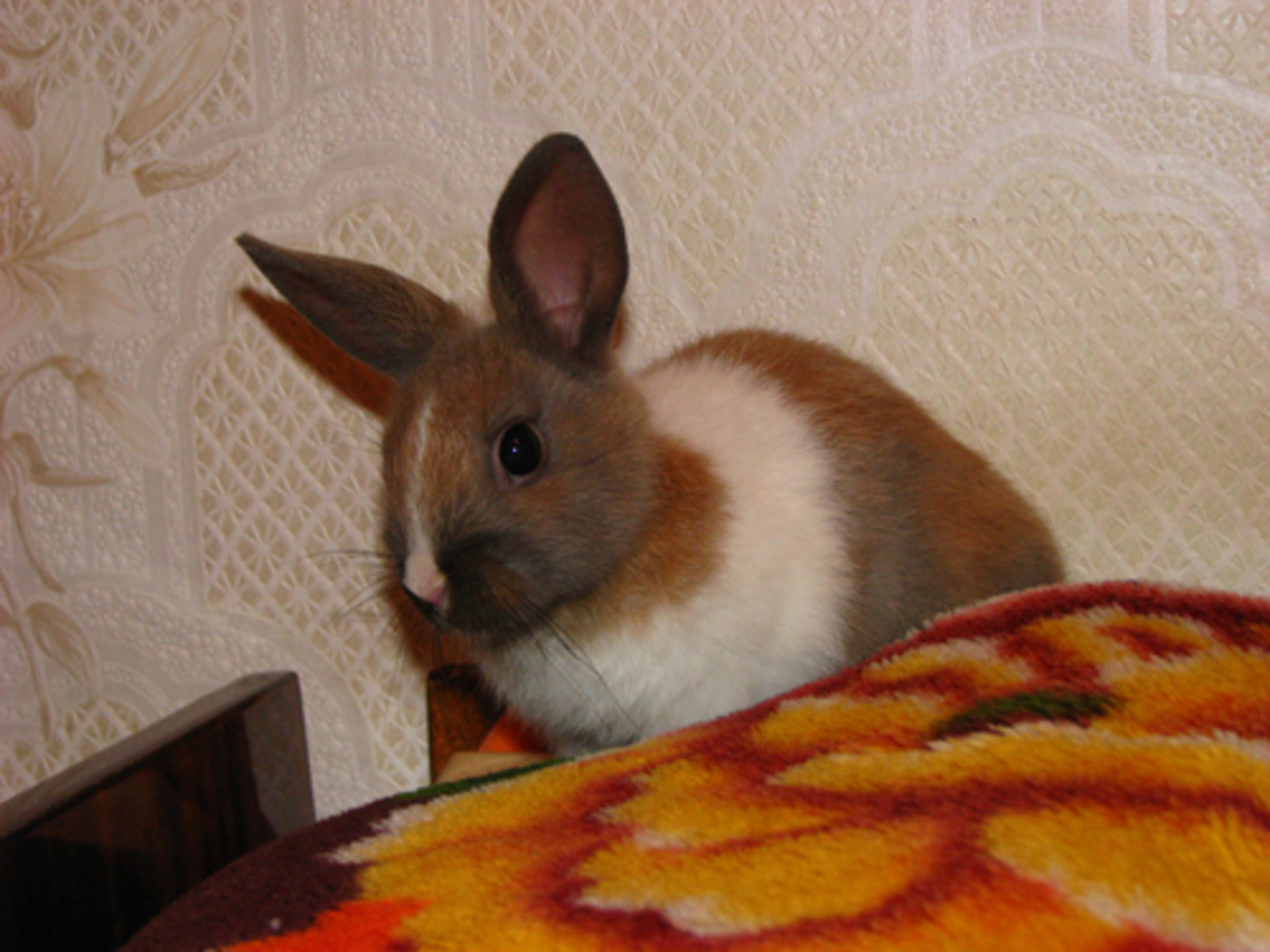 Кролик Slasstena