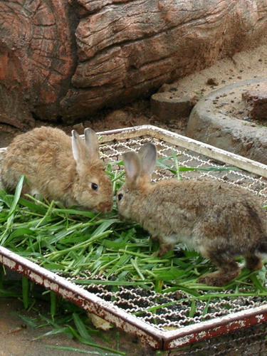 Кролики Ляля(aka Ly-lyaa)