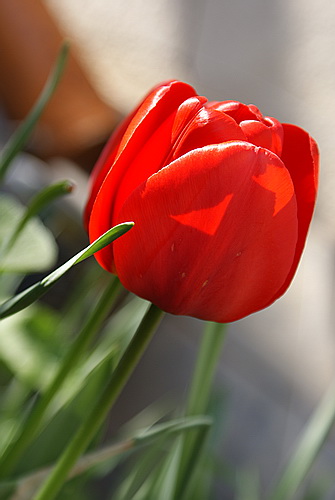 Тюльпан Galiysik