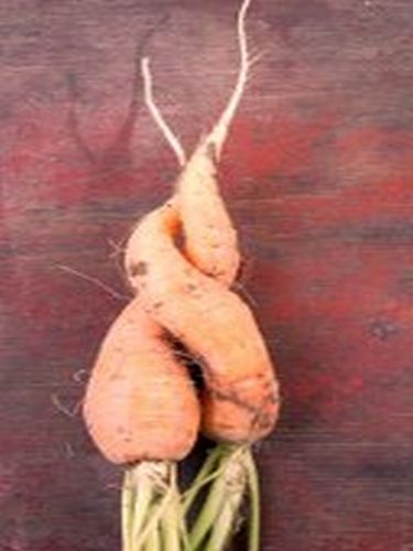 Морковка.2 ухожопь