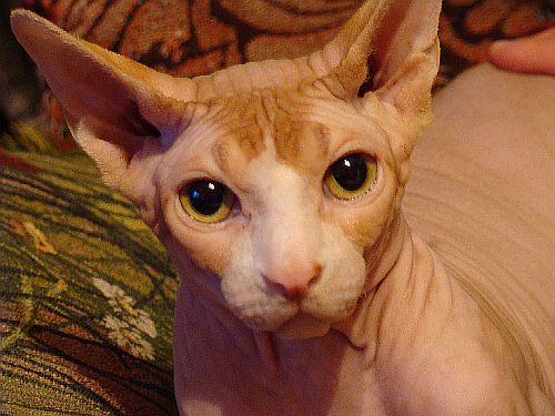 Это наш котик, Априори Накед Джолли Ковбой диморфотека