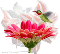 kolibrius