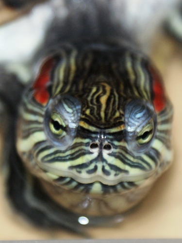 Красноухая черепаха Katrin-81