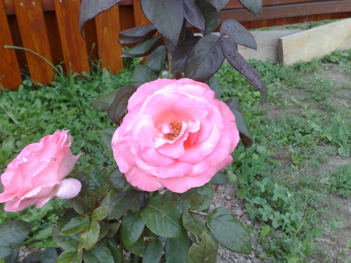 Графиня беттина роза фото и описание