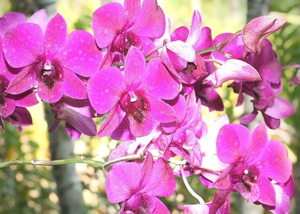 Орхидеи - сказочные цветы Neika