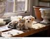 Cat&Dog and Family:) **