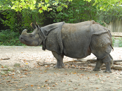 Носорог Tropical punch