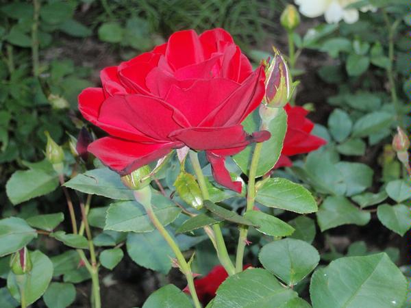 красная роза tany