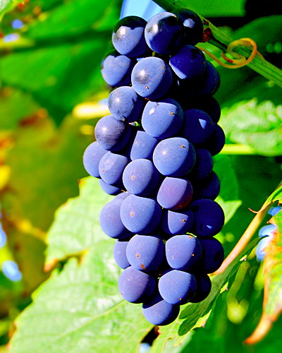 Виноград растущий amero