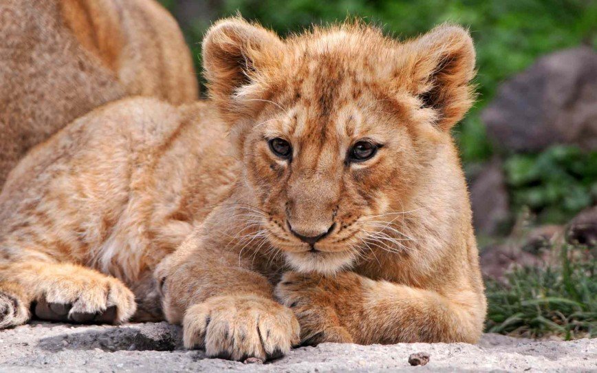 В зоопарке Дании публично препарировали очередного льва