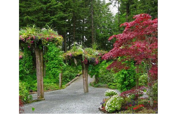 Необычные деревья-клумбы в ботаническом саду  на Аляске