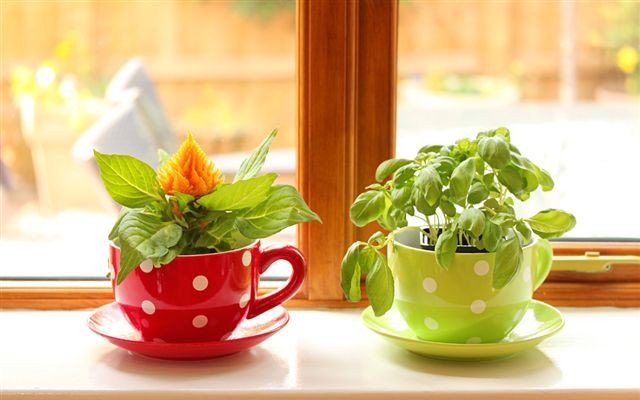 Комнатные растения - какие  выбрать для кухни