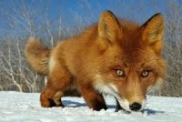 Ginger Fox *