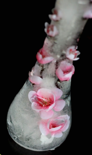 сладкий розовый цветок Assa