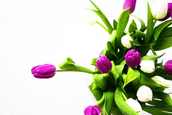 С цветущей радостью на фотке я с праздником,Ева, тебя поздравляю!
Желаю быть нежной и красивой, как весна и расцветать как прекрасные весенние цветы!
С Днем Рождения! ღAssaღ