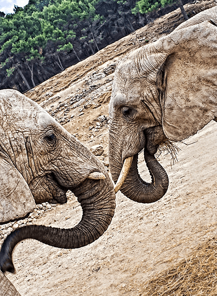 Таиланд - слон ღAssaღ