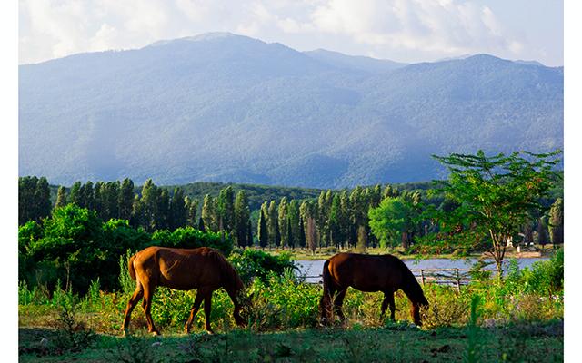 Животные Абхазии Фото