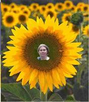 Sunflower ***