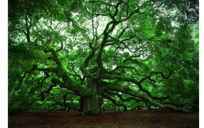 Самые странные деревья в мире