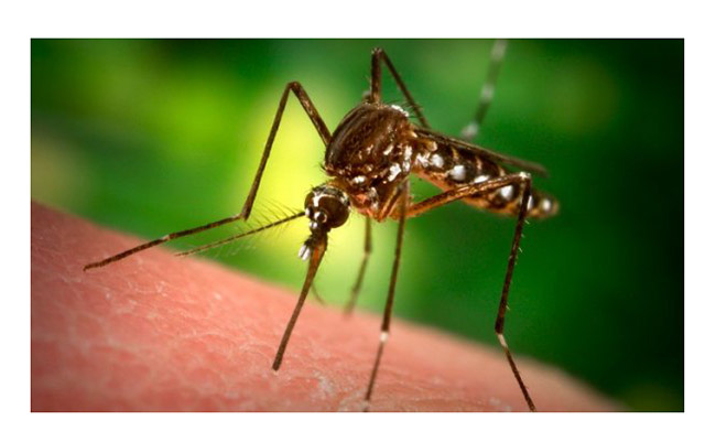 Как избавиться от комариных укусов
