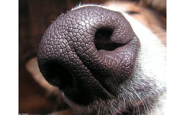 Собак учат «вынюхивать» рак яичников