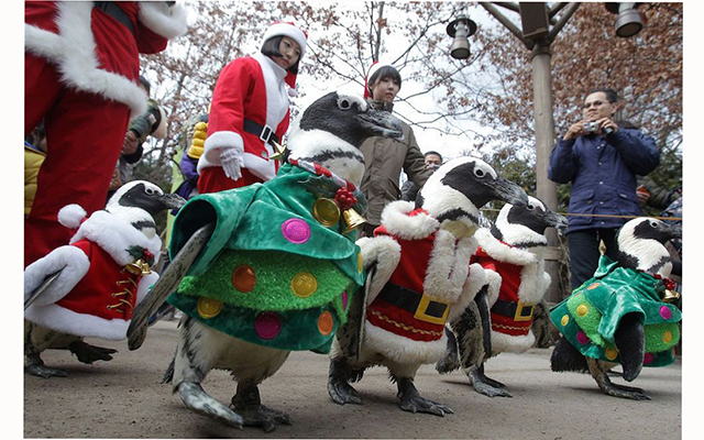 Рождественский парад пингвинов