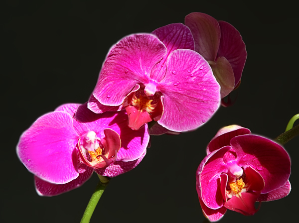Розовая орхидея К.С.Ю.