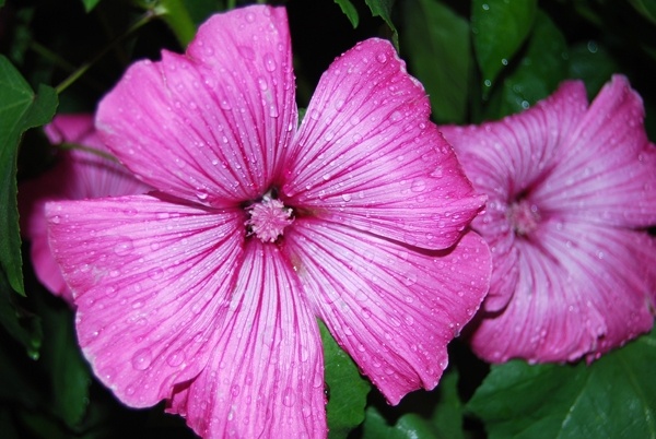 Розовый цветок Фырка...©