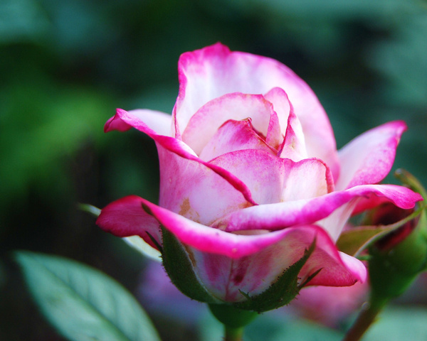 Обожаю Розы, они растут у меня в саду. Прелесть моя!!!! ФЫРКA ツ