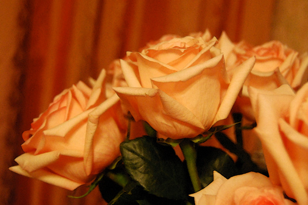Розы, потрясающее совпадение красоты и аромата ФЫРКA ツ