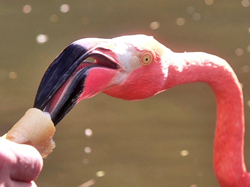 Розовый фламинго AnTaLeNa