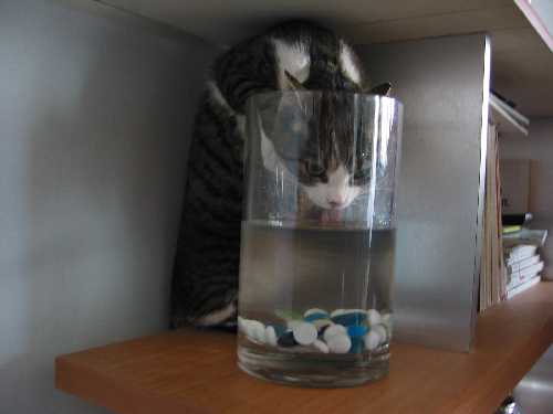 Кошка обыкновенная. С заскоком. Пьет только из вазы. Характер нордический. Обладает задатками камышового кота. Можно брать в разведку. turanya
