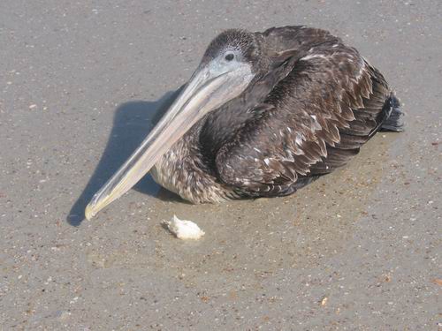Птица была найдена на побережье Флориды в весьма плачевном состоянии и доставлена в ближайшую ветеренарную клинику. На следуюший день с диагнозом "сильнейшее химическое отравление" она умерла :-( Vishenka