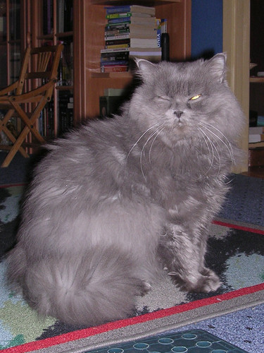 Мой кот Маркиз. Большой и толстый, весит около 10 кг! ;) Лёлёк