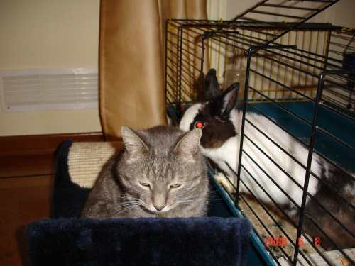 кот и кролик Уля