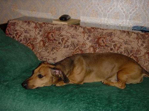 Лежу на диване, проветриваю ушки:)). miana