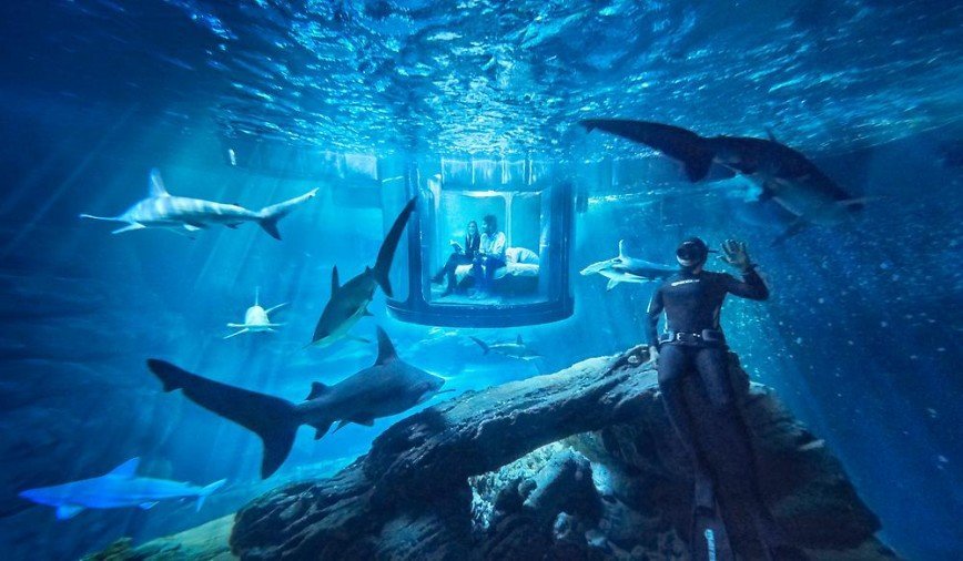 Парижский океанариум предложил провести ночь с акулами