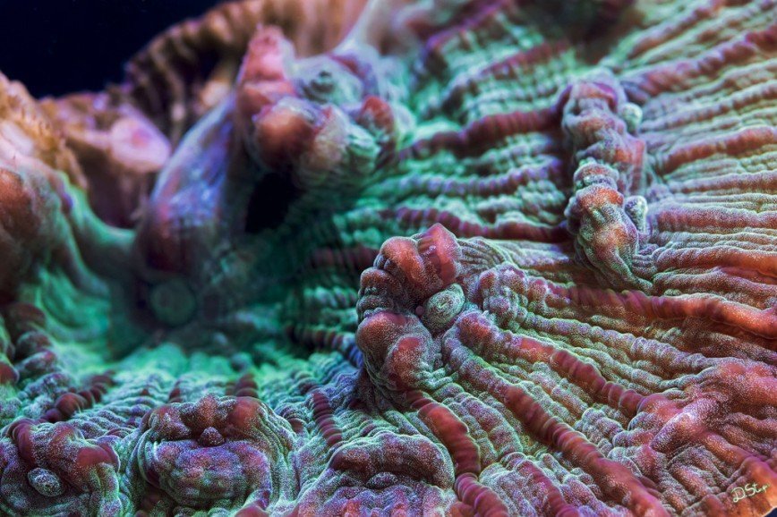 Формат корал у изображения