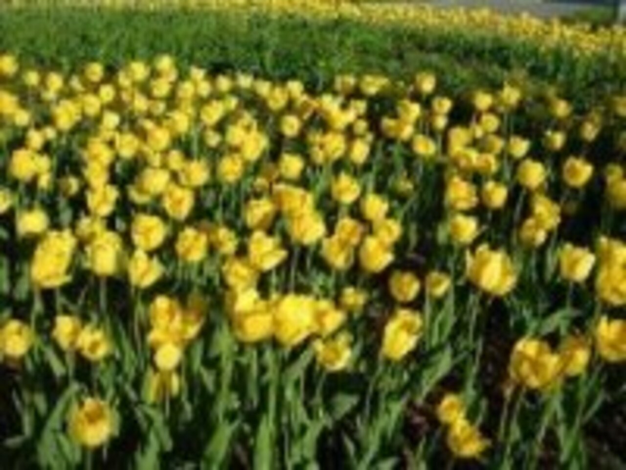 Желтые тюльпаны ***