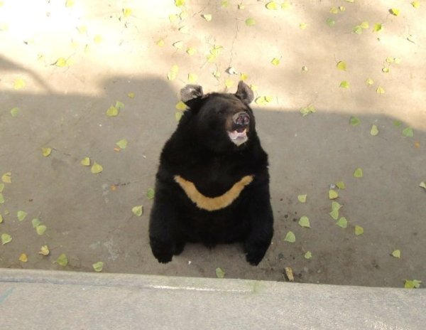 Медведь Sin-olga