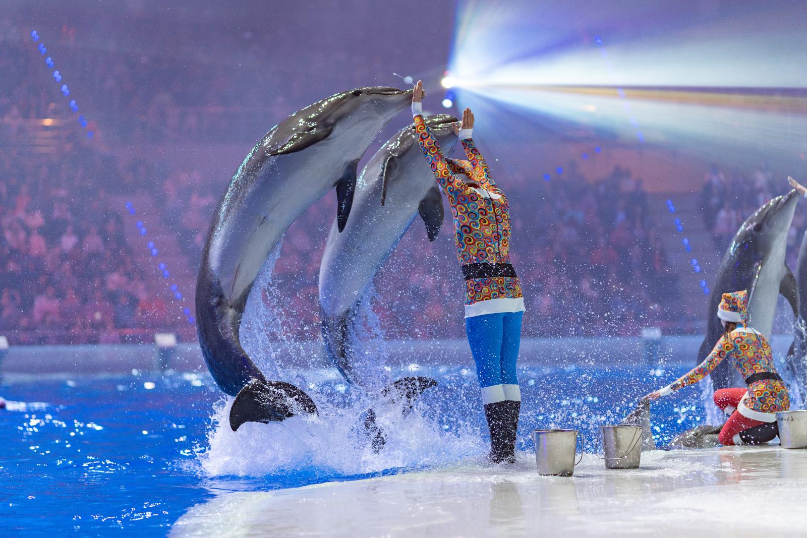 В «Москвариуме» на ВДНХ покажут новогодний мюзикл с морскими животными и цирковыми артистами
