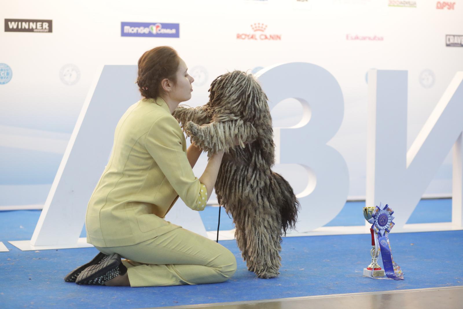 Муди, комондоры, шелти, самоеды: в Москве прошла крупнейшая выставка собак «Евразия 2021»